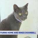 고양이집사 이미지