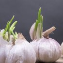 꿈사랑의료복지사회적협동조합 꿈사랑치과의원 | 싹 난 마늘을 오래 바라보다