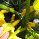 뚱이농장 이미지