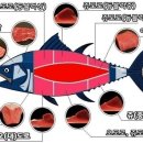 오양회참치 이미지