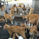 고양이천국 이미지