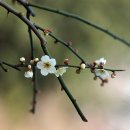 1141 | 사랑 명상 1141