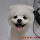 마티애견 이미지