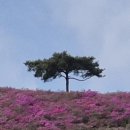 대구 숨은 유채꽃 명소 – 대구염색공단 달서천