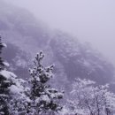 목화밭