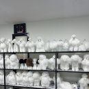 수 애견미용 이미지