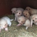 승아농장 이미지