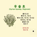 교회신문 ＞ 제 1307호 성경 속 우슬초(Hyssop)의 의미와 상징. 출12:22, 요19:29, 왕상4:33 이미지