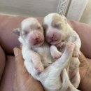 청주 강아지 분양 리몽드 퍼피 켄넬 이미지