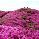 (제112차)전북,남원 지리산(바래봉)정기산행안내 및 신청 이미지