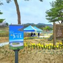 2025 회룡포 봄꽃축제 이미지