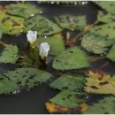 남생이못 이미지