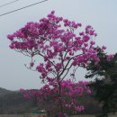 삼산꽃농원