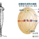 방추 네이버블로그