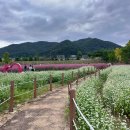 맑은물사업소 | 경남 창원 핑크뮬리 명소 덕동맑은물플라워가든 후기 (입장료,주차 등)