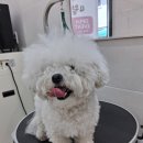 뽀도독 애견카페 | 내돈내산!!결혼식 화견 미용으로 대만족! 포항 뽀도독 애견미용&amp;애견호텔 양학점 솔직후기