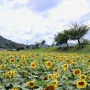 청성면행정복지센터 이미지