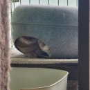 금동이네 이미지