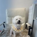 아름답개 이미지