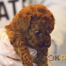 오케이독 이미지