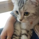 퍼니펫 동물병원 이미지