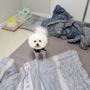 살롱드독 이미지