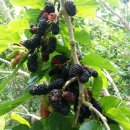 석현농장 이미지