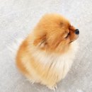 언제나봄날 민박 | [제주 감성 숙소] 감귤밭 숙소 &#39;몽구네민박&#39; 세번째 방문 후기