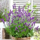 꽃담정원 이미지