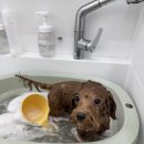 댕복한하루 이미지