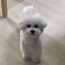 붕붕노래연습장 | happy birthday.