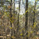 현일초교도로 이미지