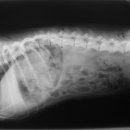 이윤권양한방동물병원 이미지