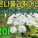 궁궁이(궁궁,토천궁)―향 좋은 고급나물,보혈과강장,청혈,혈액순환촉진,고혈압,두통,요통,특히부인병에좋아 여성빈혈,월경불순,생리통,산후복통 이미지