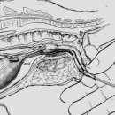 24시예스동물병원 이미지