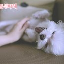 아기강아지 이미지