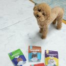 흑색건강 염소농장 이미지