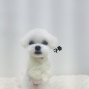펫토피아미용실 이미지