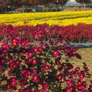 시래기코다리찜 이미지