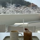공주 벚꽃 카페 [카페 내재] 실내 벚꽃뷰 개화율 포토존