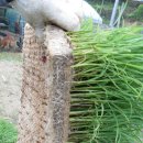 운모농장 이미지