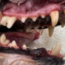 포곡동물병원 이미지