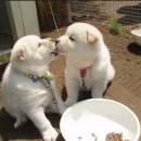 꾸미는 강아지 이미지