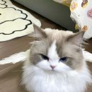 블루랙돌