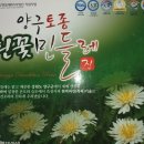양구흰민들레