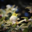 오동도 광장 이미지