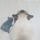 냥아치냥 이미지