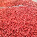 이원초 지탄분교 이미지