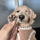 복똥이강아지 이미지