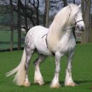 Beautiful Horses 이미지